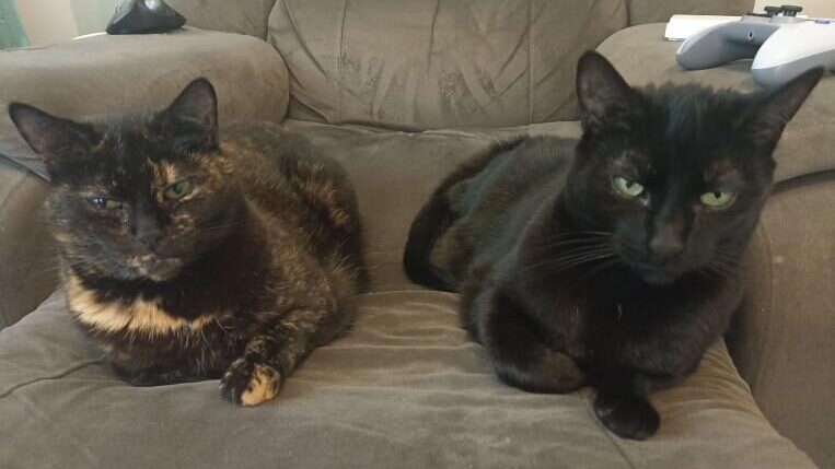 A tortoiseshell cat and a black cat sitting side by side on a ratty old recliner.